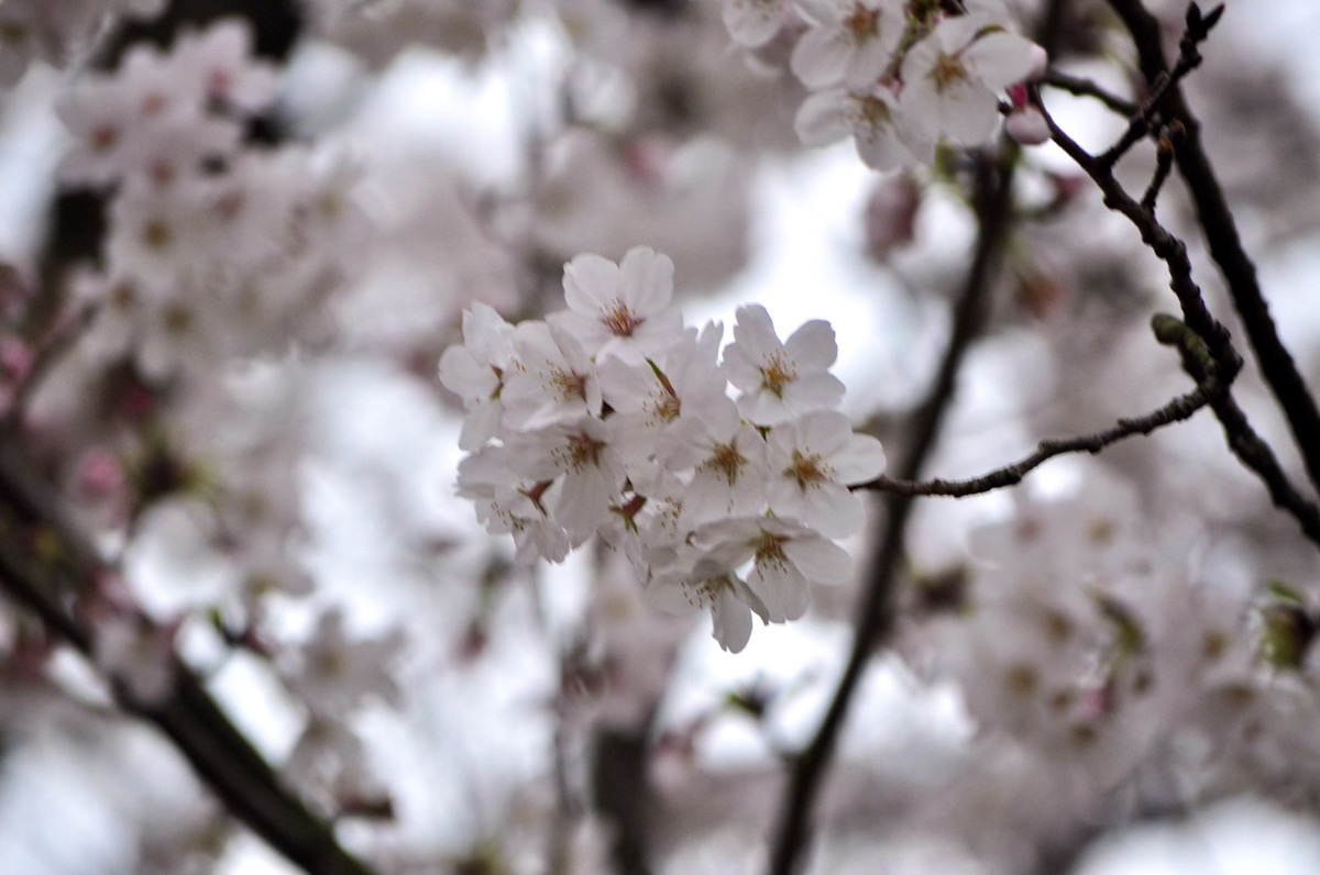 桜の季節(*^-^*)