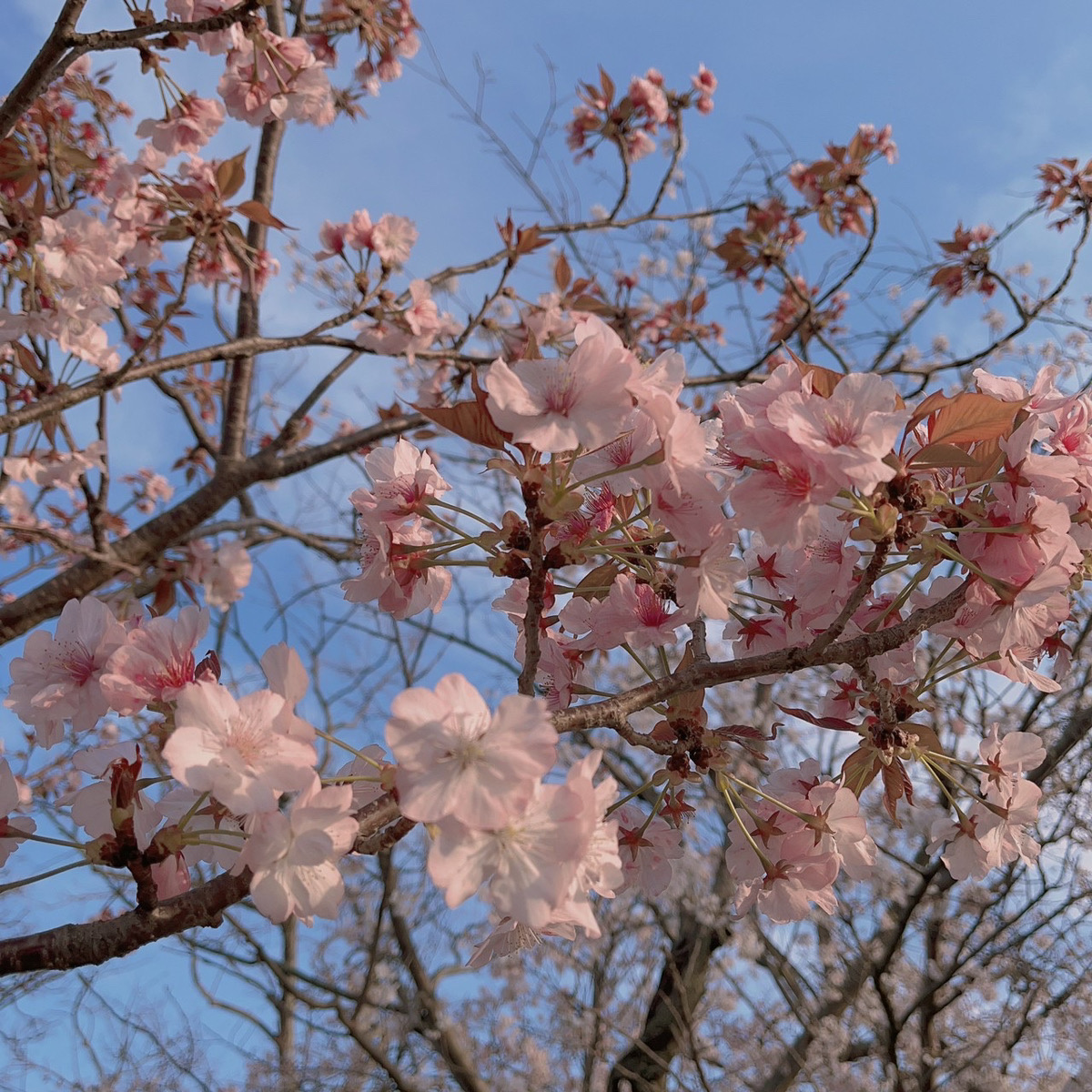 桜